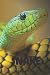 Snake: Animal notebook