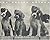 Les petits chiens by Sharon Beals