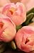 Big Pink Tulips Journal: Wr...