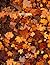 Notebook: Fall Leaves Print...