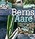 Berns Aare