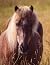 Horse Stud Notebook