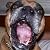 Selecting The Perfect Dog F...