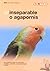 El inseparable o agapornis by Dirk Van den Abeele