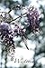 Wisteria