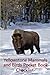 Yellowstone Mammals and Birds Pocket Book Checklist