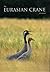The Eurasian Crane in Estonia