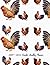 2019-2023 Rooster Monthly Planner by Root Planner