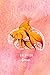 Goldfish Brain Journal Coral Ombré: 200 pages to put all the thoughts your brain would otherwise forget.
