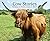 Cow Stories
