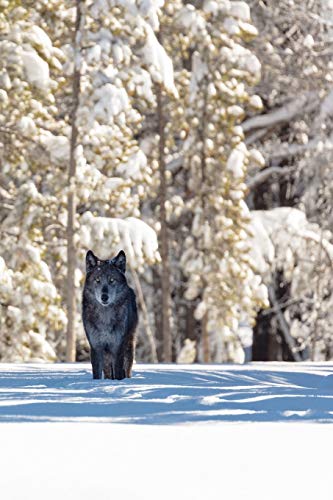 BEAUTIFUL EYES THIS MORNING: The gray wolf or timber wolf, is a canine native to the wilderness and remote areas of Eurasia and North America. (Paperback)