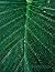 Morning Dew on Leaf Notebook by Dan McClure