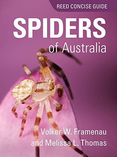 Spiders of Australia: Reed Concise Guide (Paperback)