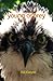 Young Osprey: Haiku of Bill Cooper