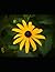 Notebook: shine - Cahier: b...