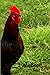 Notebook: Rooster Notebook