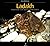 Ladakh by Unknown Author