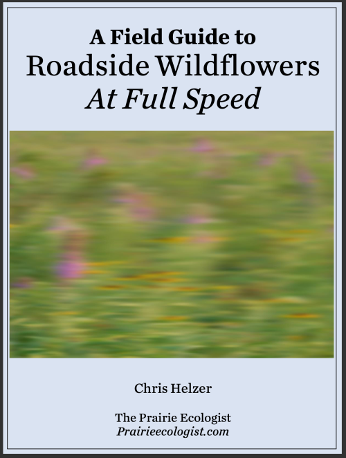 A Field Guide to Roadside Wildflowers at Full Speed