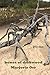 bones of driftwood: poems