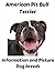 American Pit Bull Terrier Information and Picture: Dog breeds