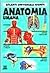 Anatomia umana