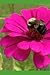 Gratitude Journal: for gard...