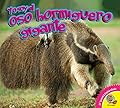 El Oso Hormiguero Gigante (Giant Anteater) (Yo Soy (I Am))