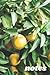 Notes: Summer lemons film p...