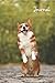 Corgi Love Journal: Pet Lover's Blank Lined Gift Journal For Family & Friends