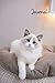 Ragdoll Cat Love Journal: Pet Lover's Blank Lined Gift Journal For Family & Friends