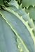 Aloe Journal