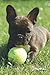 French Bulldog Puppy Love Journal: Pet Lover's Blank Lined Gift Journal For Family & Friends