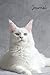 Majestic Maine Coon Love Journal: Pet Lover's Blank Lined Gift Journal For Family & Friends