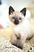 Siamese Kitten Love Journal: Pet Lover's Blank Lined Gift Journal For Family & Friends