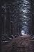 Mysterious Landscape Journal (Notepad, Diary) Muddy Forest Road
