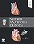 Netter Anatomia Clínica