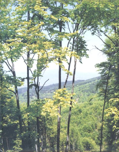 Cuny Janssen: Macedonia, Portraits and Landscape (Hardcover)