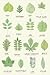 Leaf Identification Chart N...