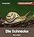 Die Schnecke: Schauen und W...
