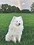 Samoyed Notebook: With 150 ...