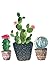 Cactus Trio Notebook: Law S...