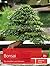 Bonsai: Für draußen und dri...