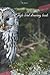 Eagle bird drawing book
