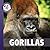 Gorillas