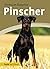 Pinscher: Deutscher Pinscher und Zwergpinscher