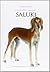 Canis lupus familiaris. Saluki