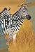 Zebra drowning book