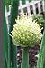 Onion Flower Journal: For t...
