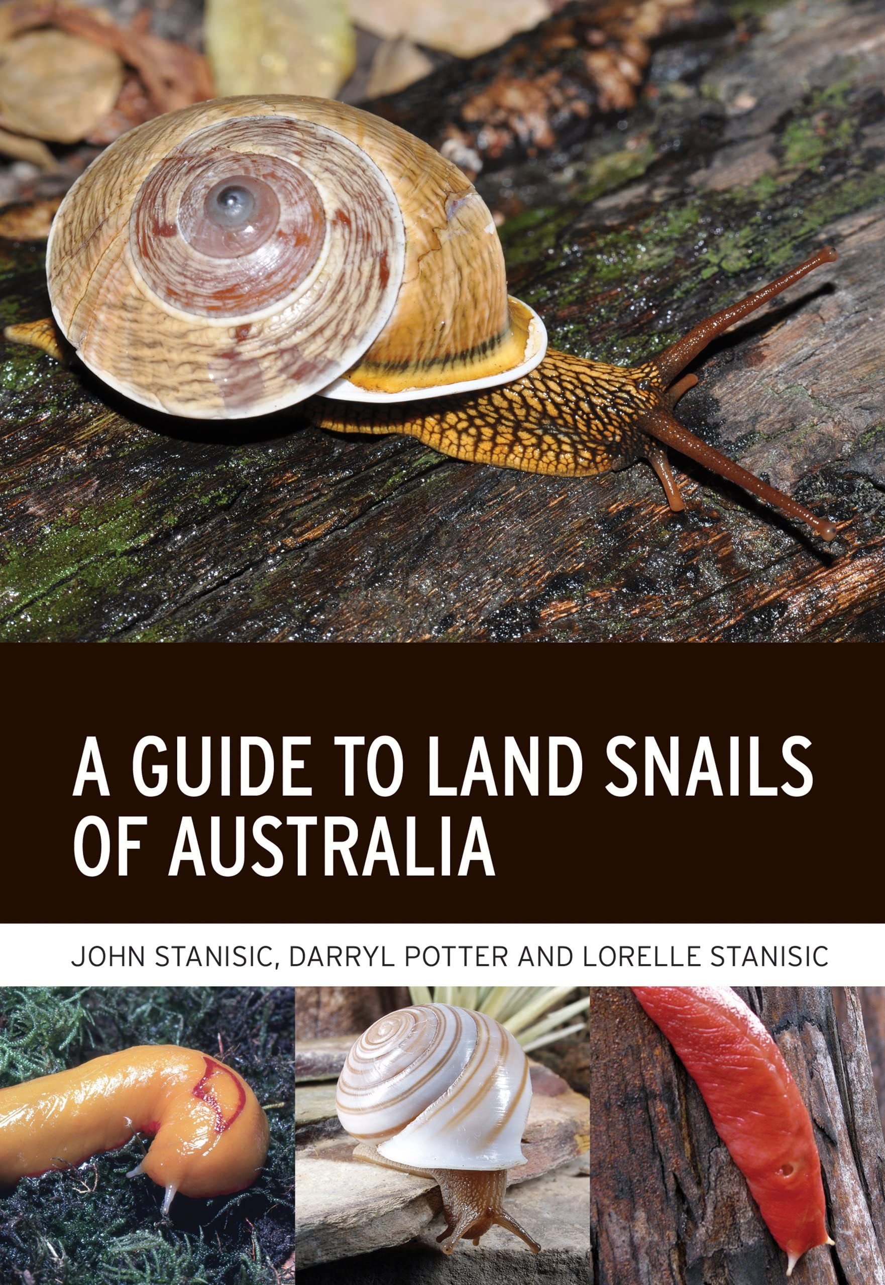 A Guide to Land Snails of Australia (Paperback)