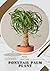 Ponytail Palm Plant: Prodig...